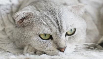 乌迪内斯客场取分，保持近期不败势头